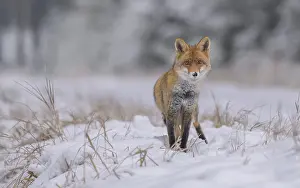 Foxes: Red fox (Vulpes vulpes), foraging in a forest and snowy landscape