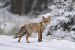 Foxes: Red fox (Vulpes vulpes), foraging in a forest and snowy landscape