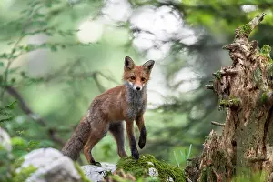 Slovenian: Red fox (Vulpes vulpes) in the forest, Notranjska