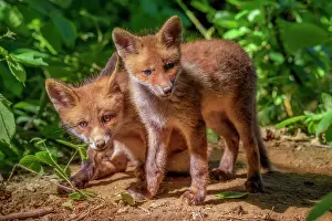 Litters: Red Fox (Vulpes vulpes), Fox cubs a few weeks old