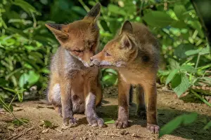 Litters: Red Fox (Vulpes vulpes), Fox cubs a few weeks old