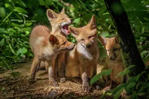 Litters: Red Fox (Vulpes vulpes), Fox cubs a few weeks old