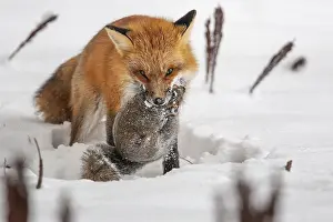 Hunt: Red fox (vulpes vulpes), Fox hunting eastern gray squirrel (sciurus carolinensis) in winter