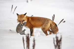 Hunt: Red fox (vulpes vulpes), Fox hunting eastern gray squirrel (sciurus carolinensis) in winter