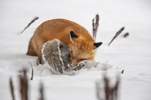 Hunt: Red fox (vulpes vulpes), Fox hunting eastern gray squirrel (sciurus carolinensis) in winter