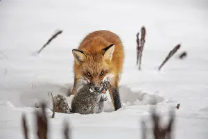 Hunt: Red fox (vulpes vulpes), Fox hunting eastern gray squirrel (sciurus carolinensis) in winter