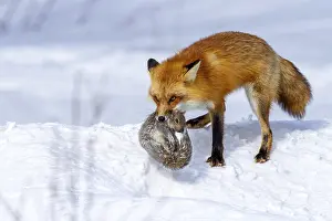 Hunt: Red fox (vulpes vulpes), Fox hunting eastern gray squirrel (sciurus carolinensis) in winter