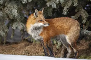 Watching: Red fox (vulpes vulpes), Fox standing on snow and looking behind him