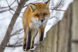 Tall: Red fox (Vulpes vulpes), Fox walking on a high fence
