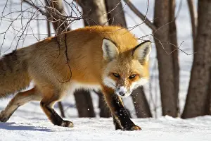 Catch: Red fox (vulpes vulpes), Fox walking on snow and spotting a prey