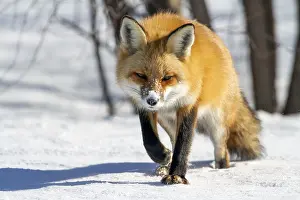Catch: Red fox (vulpes vulpes), Fox walking on snow and spotting a prey