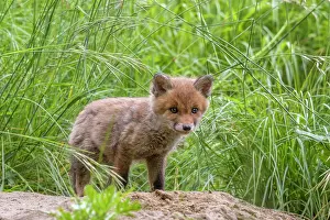 Savoie: Red Fox (Vulpes vulpes), Fox a few weeks old playing