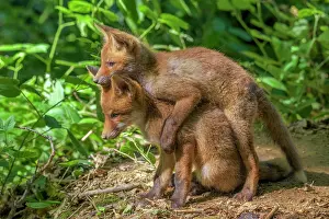 Litters: Red fox (Vulpes vulpes) Foxes a few weeks old playing