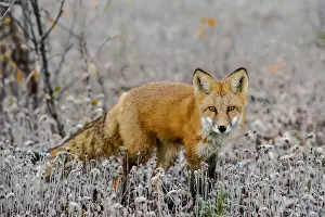 Leesonphoto: Red Fox (Vulpes vulpes) in frosted field near the