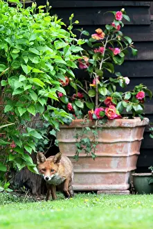 Tool: Red fox (Vulpes vulpes) in a house garden, England