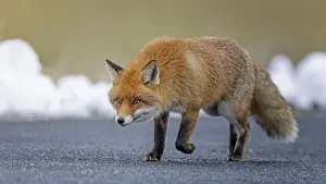 Roads: Red fox (Vulpes vulpes), hunting, winter fur, fallen game