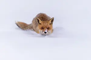 Bohemian: Red fox (Vulpes vulpes), jumping in deep snow with