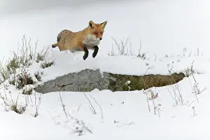 Monochrome: Red fox (Vulpes vulpes), jumping, in a monochrome