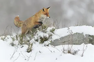 Monochrome: Red fox (Vulpes vulpes), jumping, in a monochrome