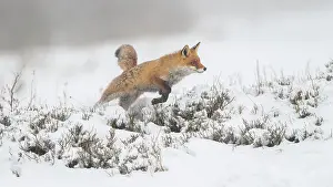Monochrome: Red fox (Vulpes vulpes), jumping, in a monochrome