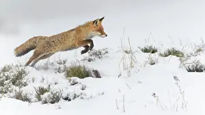 Monochrome: Red fox (Vulpes vulpes), jumping, in a monochrome
