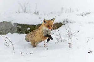 Monochrome: Red fox (Vulpes vulpes), jumping, in a monochrome