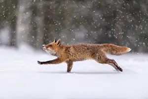 Leap: Red fox (Vulpes vulpes), jumping in a snowy landscape