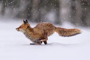 Leap: Red fox (Vulpes vulpes), jumping in a snowy landscape