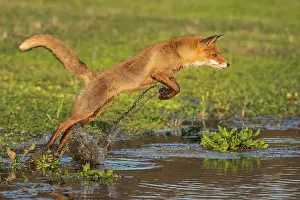 Leap: Red fox (Vulpes vulpes) jumps over a water body