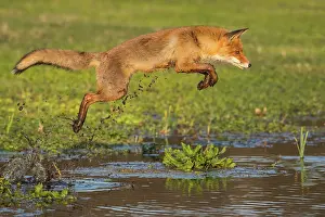 Leap: Red fox (Vulpes vulpes) jumps over a water body