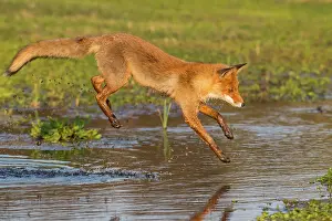 Leap: Red fox (Vulpes vulpes) jumps over a water body