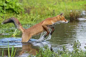 Waterdrop: Red fox (Vulpes vulpes) jumps over a water body