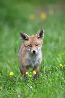 Bitburg: Red fox (Vulpes vulpes), JungfuchS, Bitburg, Rhineland-Palat