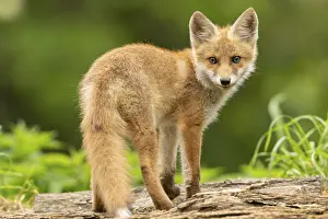 Balkans: Red fox (vulpes vulpes), juvenile