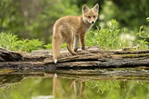 Reflect: Red fox (vulpes vulpes), juvenile