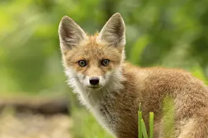 Balkans: Red fox (vulpes vulpes), juvenile