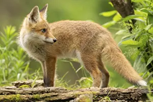 Sidewards: Red fox (vulpes vulpes), juvenile