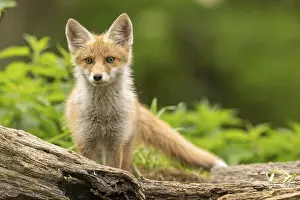 Balkans: Red fox (vulpes vulpes), juvenile
