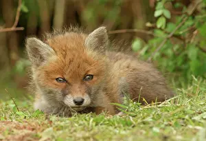 Canids: Red fox (Vulpes vulpes), kit, Bad Hersfeld, Hesse