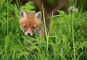 Canid: Red fox (Vulpes vulpes), kit, Bad Hersfeld, Hesse