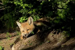 3000517: Red fox (Vulpes vulpes) kit basking in the afte