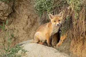 Napping: Red Fox (Vulpes vulpes) kit sitting in front of