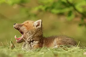 Canids: Red fox (Vulpes vulpes), kit, yawning, Bad Hersfeld