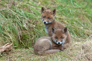 Veluwe: Red Fox (Vulpes vulpes) kits in the grass, The