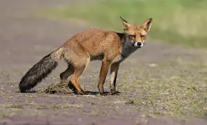 Dyke: Red Fox (vulpes vulpes) is leaving a scent mark