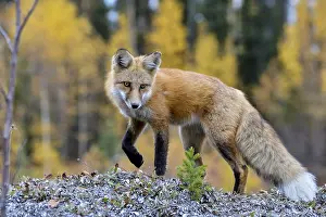 Yukon: Red Fox (Vulpes vulpes) along the Liard River near