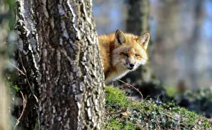 Warstein: Red fox (Vulpes vulpes) looking out from behind
