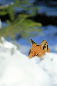 Warstein: Red fox (Vulpes vulpes) looking out of the snow
