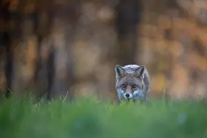Bitburg: Red fox (Vulpes vulpes) in a meadow, Bitburg, Germany
