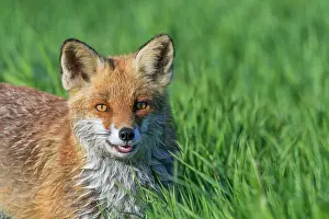 Carnivoran: Red Fox (Vulpes vulpes) on a meadow in spring, Hesse